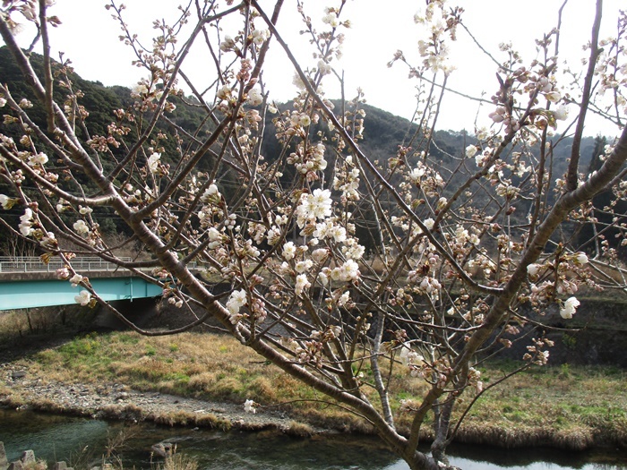 今年の桜咲きました。
