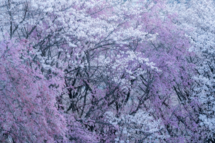 松本　桜 (2)