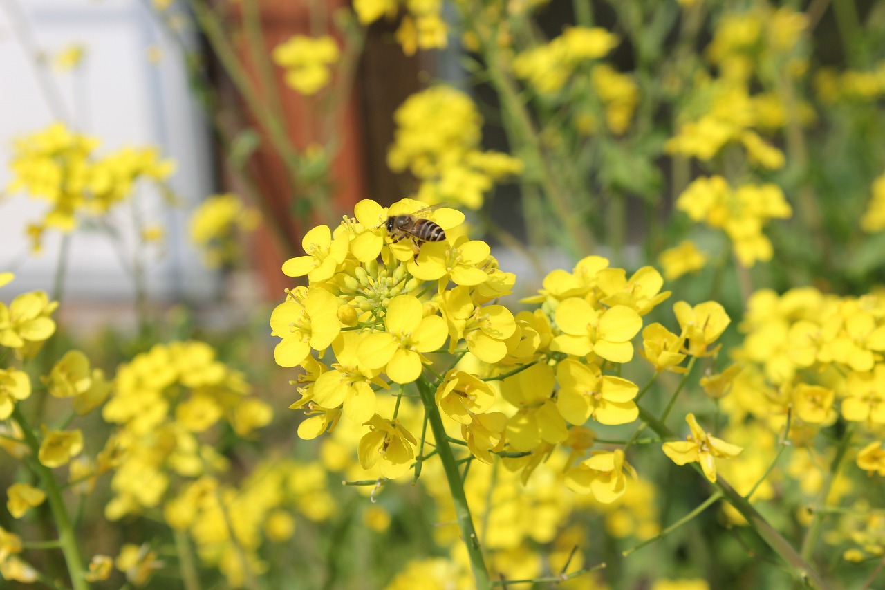 菜の花と日本ミツバチ