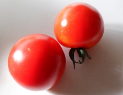 中玉トマトの初収穫