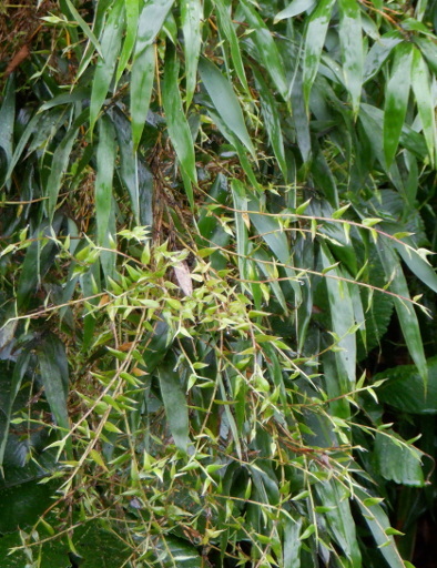 竹の天狗巣（てんぐす）病