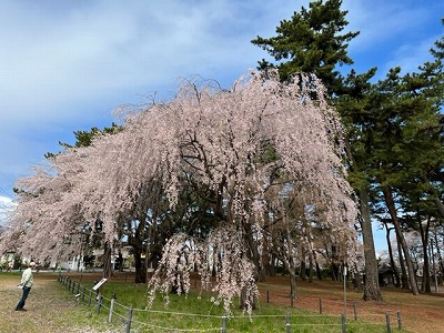 敷島公園枝垂れ桜（R4,4,5)