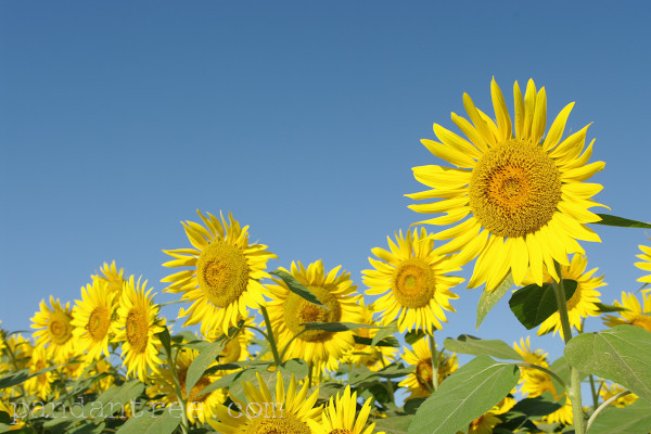 sunflowers for ukraine