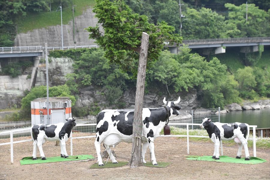 岩津の牛1
