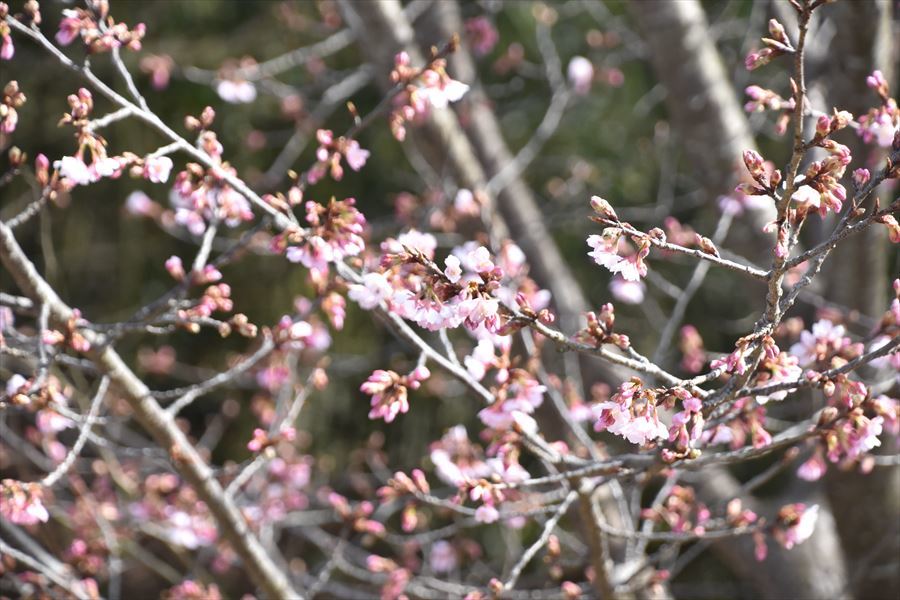 蜂須賀桜2