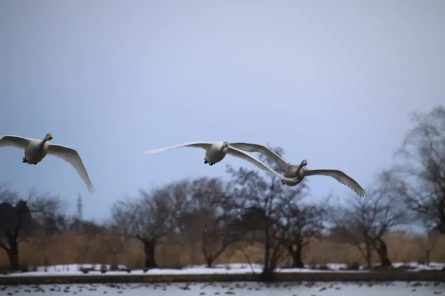 瓢湖の上を旋回する白鳥の群れ