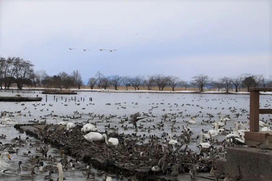 餌付けタイムに遅れて瓢湖に戻る白鳥の群れ