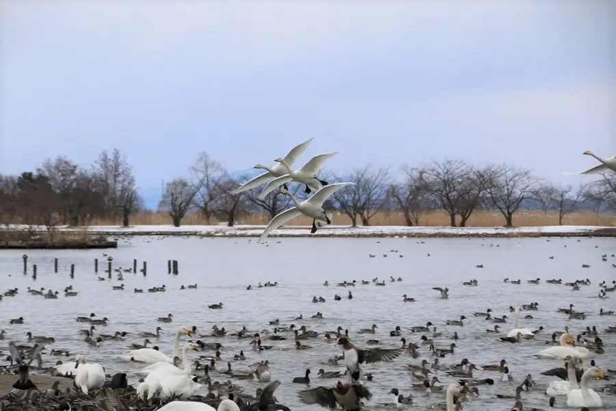 瓢湖の上空を飛ぶ白鳥の群れ