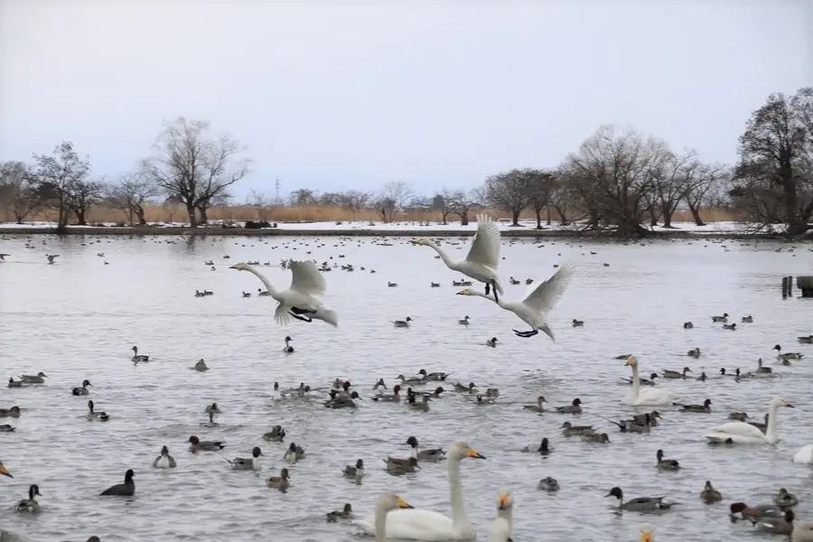 瓢湖に着水する白鳥の群れ