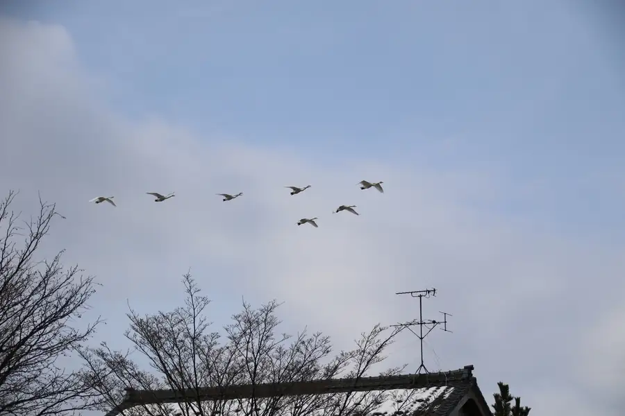 瓢湖の上空を飛ぶ白鳥の群れ