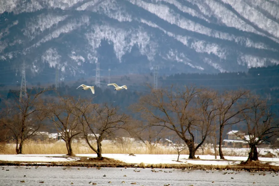 雪山をバックに瓢湖に向かって飛ぶ二羽の白鳥
