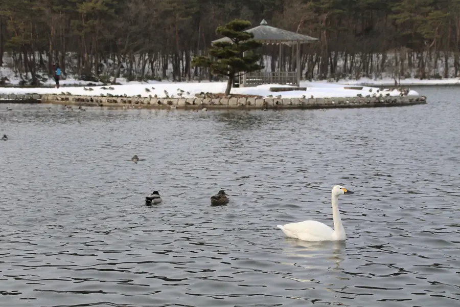 大池を泳ぐ一羽の白鳥と鴨