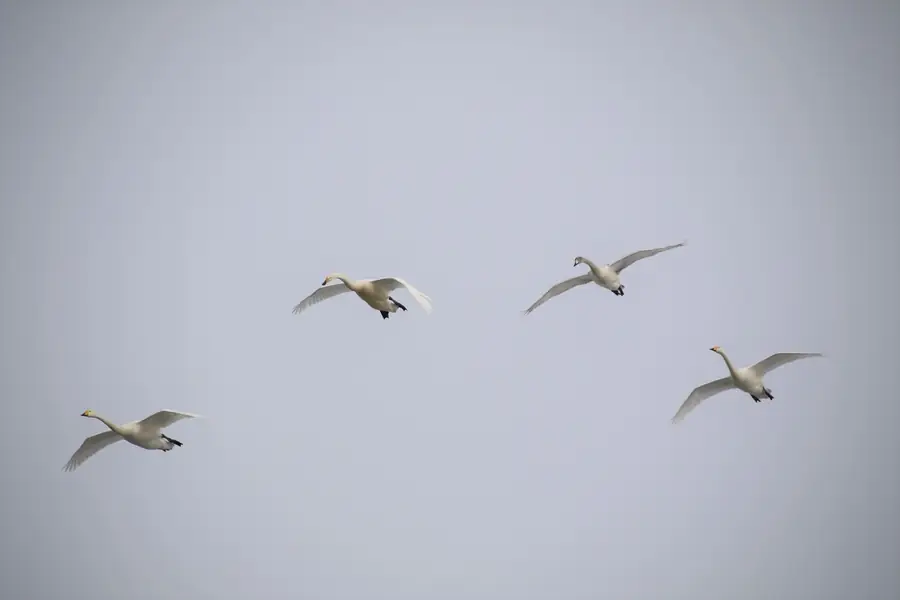 大池上空を飛ぶ白鳥の群れ