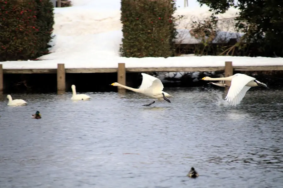 大池の中を走る白鳥