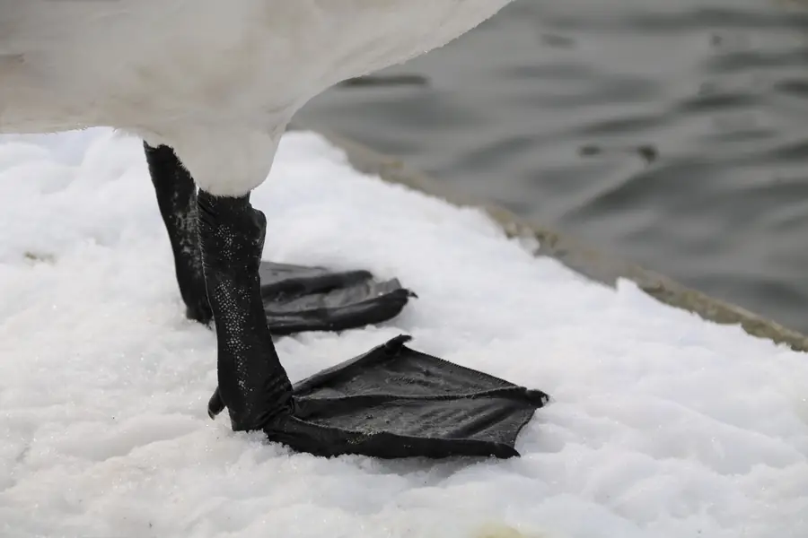 白鳥の真っ黒な足のアップ