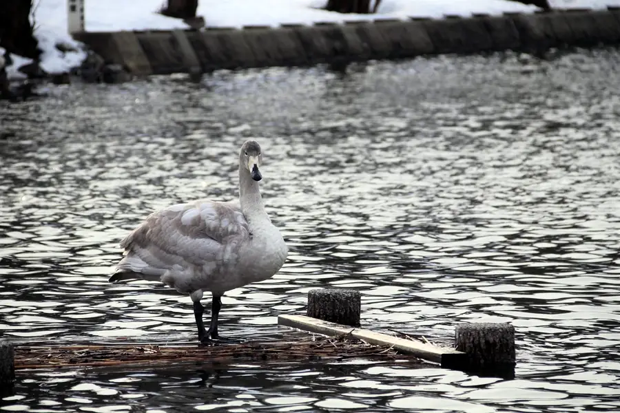 大池駐車場側の桟橋の上に立つ逆光の白鳥