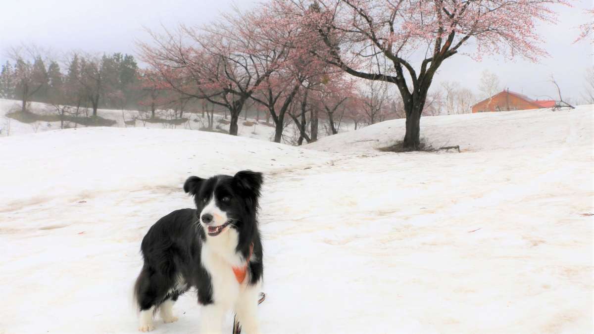 福山峠の雪上桜2022｜二度目の桜を魚沼市で