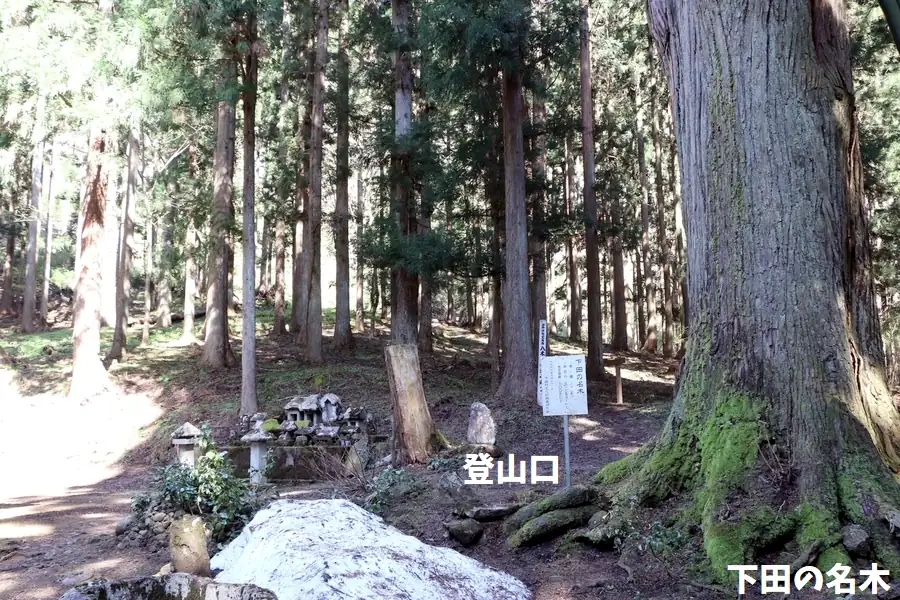 八木神社境内にある八木ヶ鼻への登山道と下田の名木