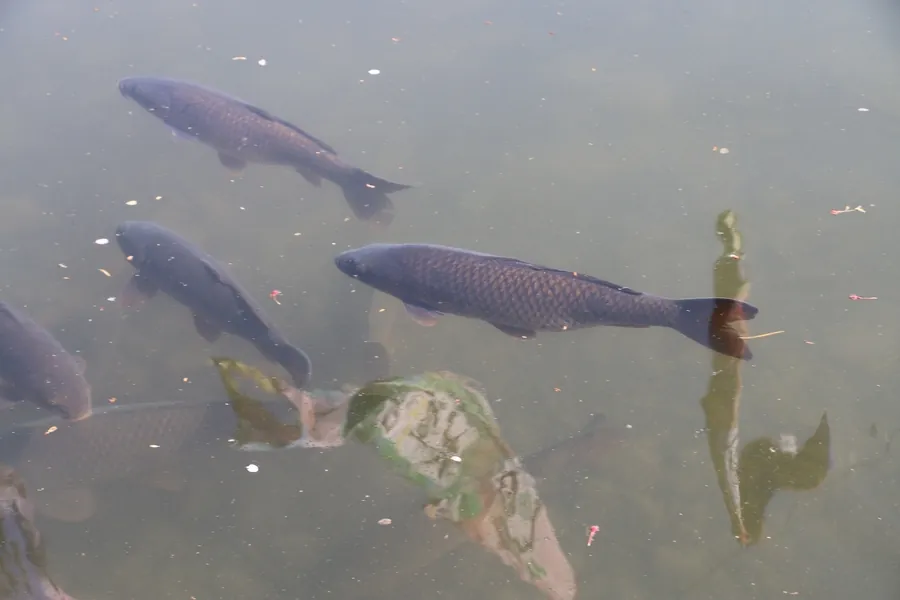 大崎ダム湖の中を泳ぐ鯉