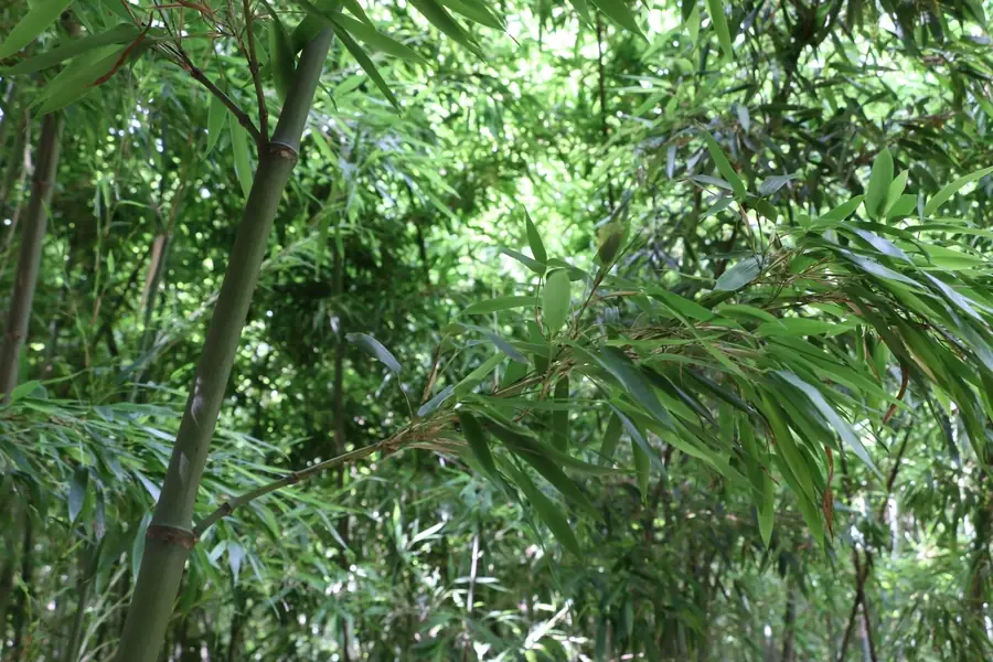 鳥屋野逆ダケの藪にある普通の竹