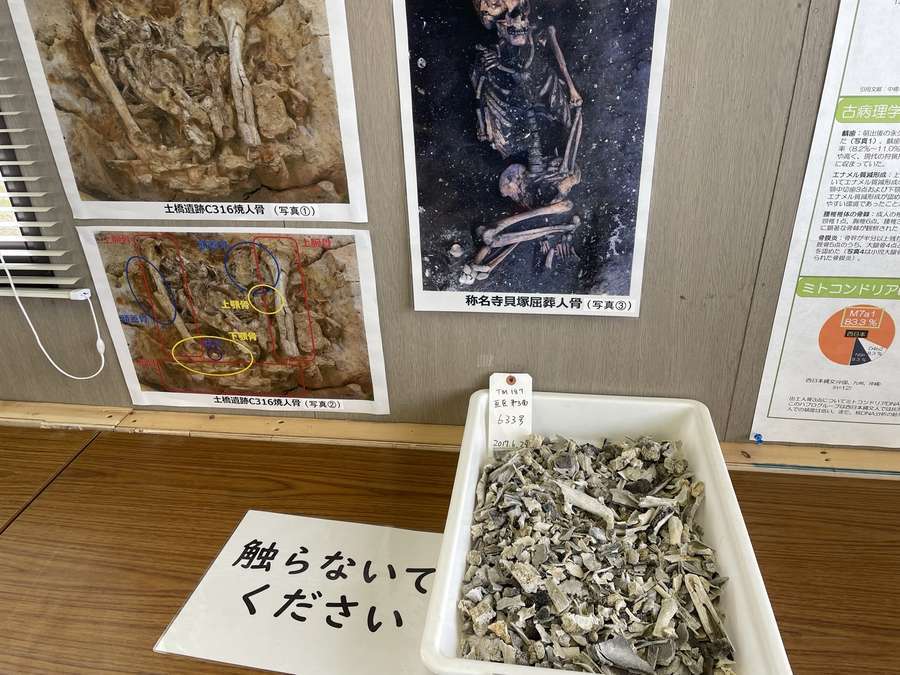 湖雲寺跡遺跡から出土した骨と壁の展示資料