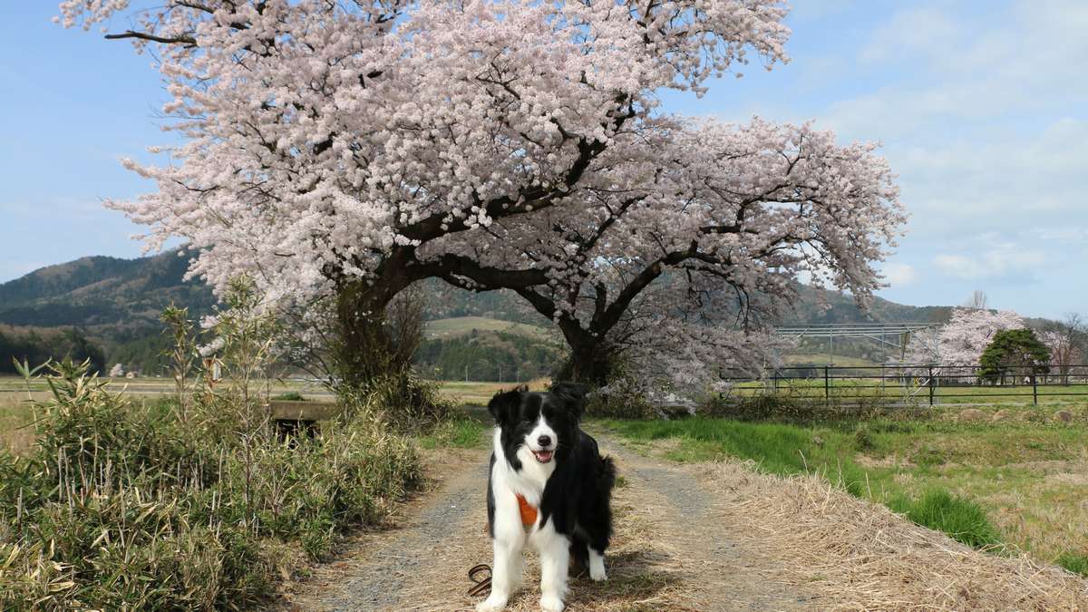 「寄り添う桜の木」ドーン太と追いかけた一年｜新潟市西蒲区布目の夫婦桜