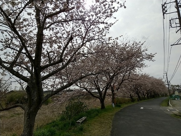 20220402安濃川の桜