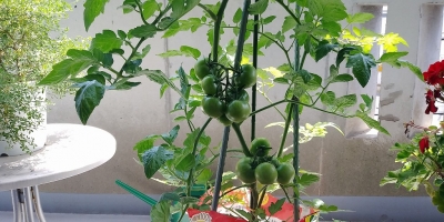 実が大きくなり始めたトマト