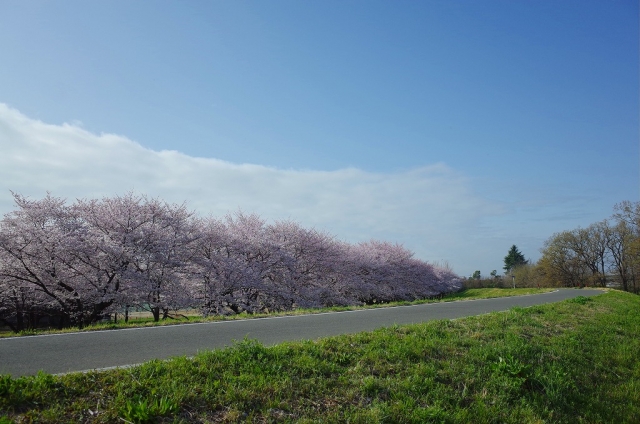 2022-03-30 桜花爛漫小江戸川越の桜 035