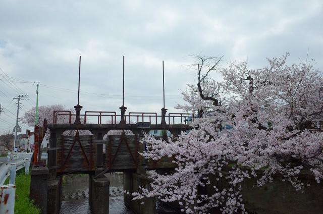 2022-03-30 桜花爛漫小江戸川越の桜 175