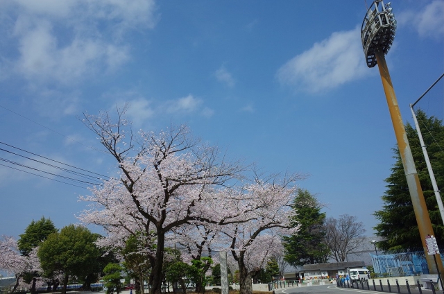 2022-03-30 桜花爛漫小江戸川越の桜 207