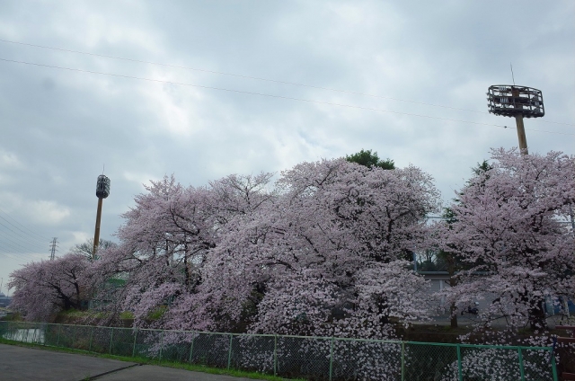 2022-03-30 桜花爛漫小江戸川越の桜 187