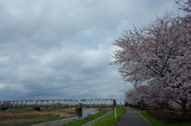2022-03-30 桜花爛漫小江戸川越の桜 294
