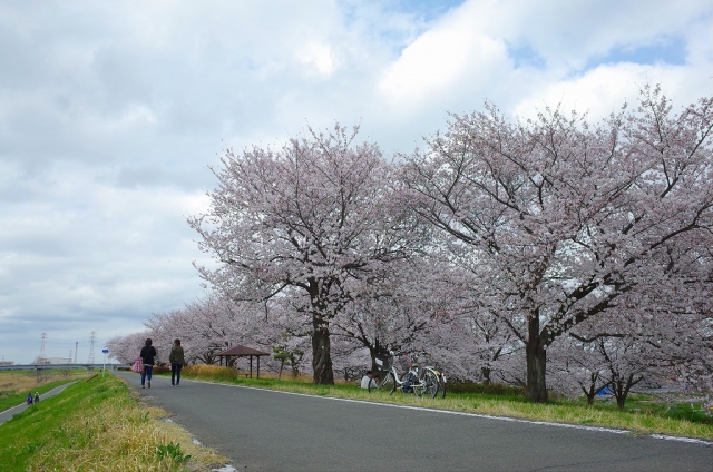 2022-03-30 桜花爛漫小江戸川越の桜 279