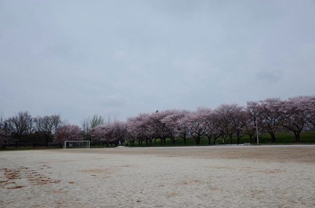 2022-04-06 川越水上公園　桜　散り際 001